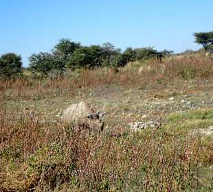 Etosha
