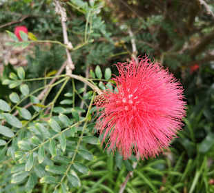 Botanischer Garten Puerto de la Cruz