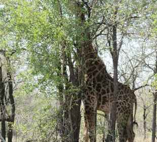 Autosafari im Nationalpark