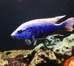 Heimische Süßwasserfische im  Aquarium