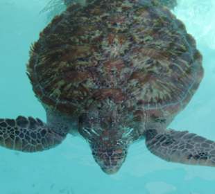 Schildkrötenaquarium