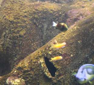 National Aquarium Malta