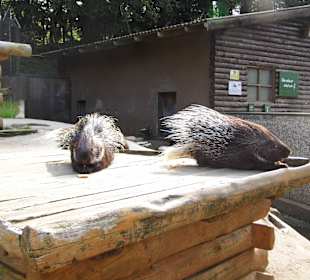 WildparkImpression September 2013