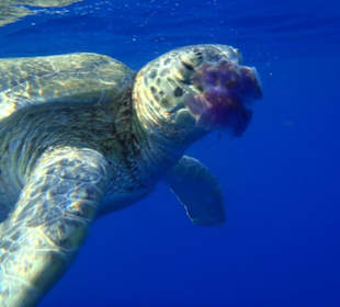 Żółwie w Abu Dabbab