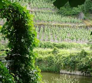 Direkt an der Ahr, mitten im Wein