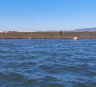 Bootstour Ria Formosa
