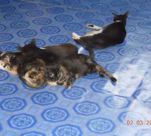 Bekommen hier ihr Gnadenbrot