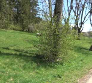 Premiumspazierwanderweg - Hochgehhütet