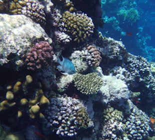 Korallen in unserer Bucht