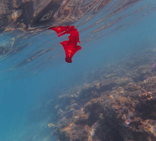 Schnorcheln Makadi Bay