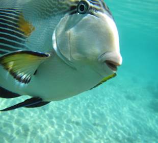 Рыба - хирург