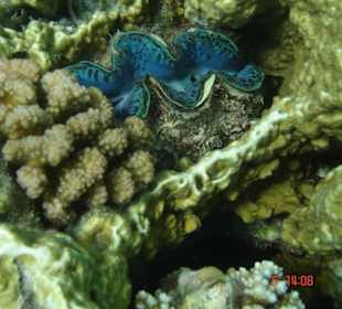 Koralle beim Ausflug Meer&Sterne