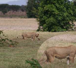 Löwe mit Babywarzenschwein