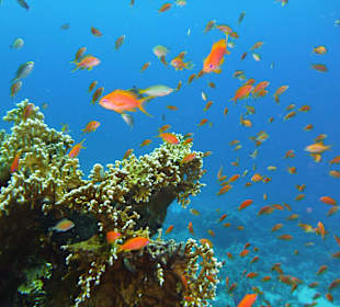 Unterwasser Hausriff