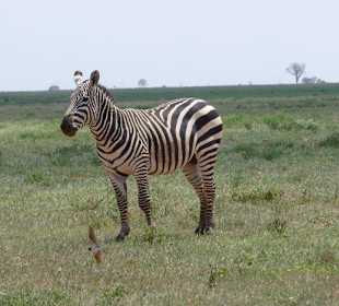 Zebra