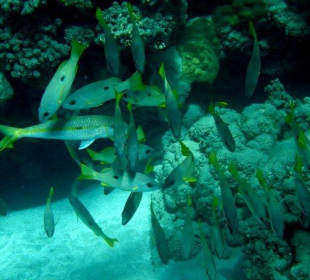 Abou Dabab (Marsa Alam)