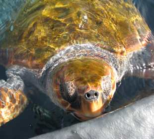 Unechte Karettschildkröte