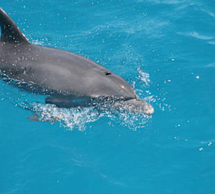 Delphin Tour