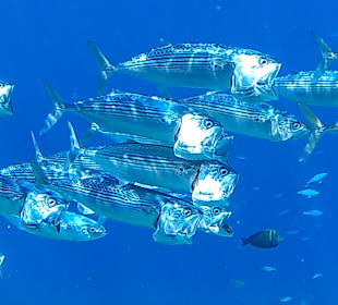 Schnorcheln Marsa Alam