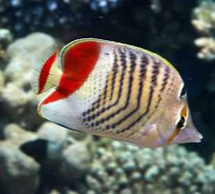 Rotfleck-Falterfisch