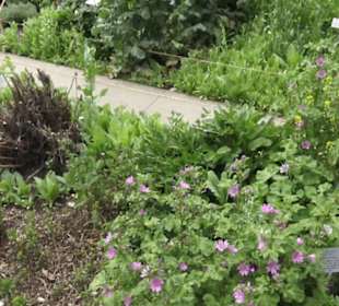 Alter botanischer Garten