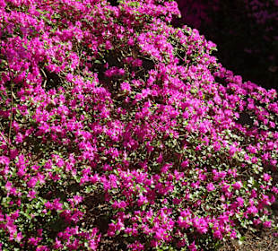 Hauptblüte im Rhododendronpark Bremen