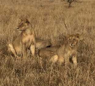 Game Drive in the morning