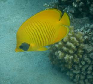 Schnorcheln Makadi Bay