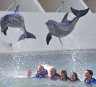 Schwimmern mit Delfinen