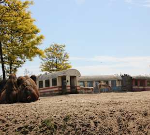 Zug zum durchlaufen und beobachten der Tiere