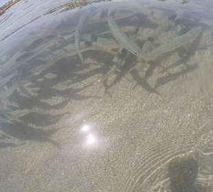 Клубок рыбок при входе в воду