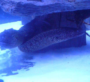 Röhren Aquarium Antalya 