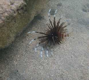 Feuerfisch