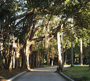 Banyanbaum auf dem Gelände des Ringling Museums