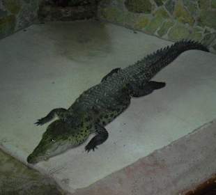 Krokodil