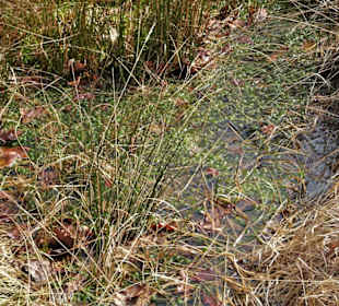 Moorbiotop im Moormuseum Moordorf