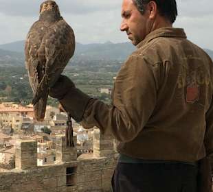 Falkner mit Falcke