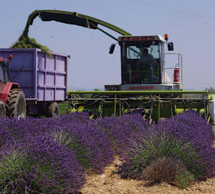 Ernte der Lavendelfelder