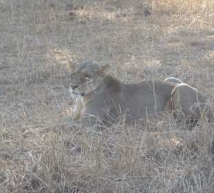 Löwin im Lumo (Tsavo West)