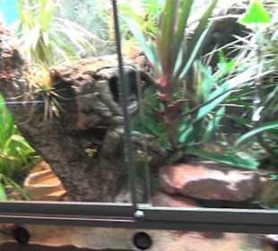 Niedersächsisches Landesmuseum