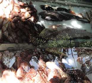 Taverna Panorama Tsampikas