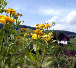 Schwarzwald