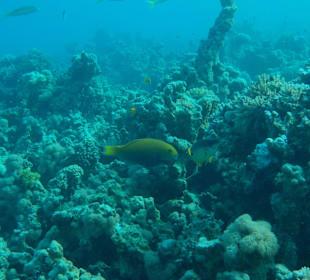 Ausflug Giftun Inseln