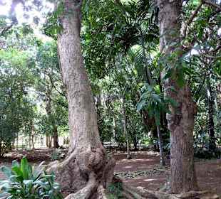Botanischer Garten