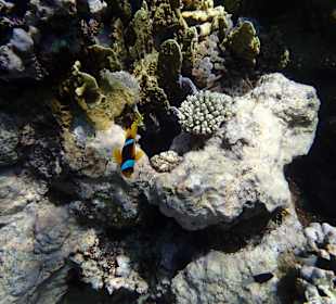 Schnorcheln Sharm el Naga