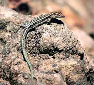 Eidechse im Schmetterlingstal