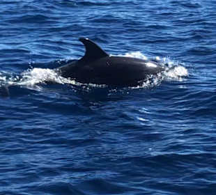 Delfin Tour Playa del Ingles