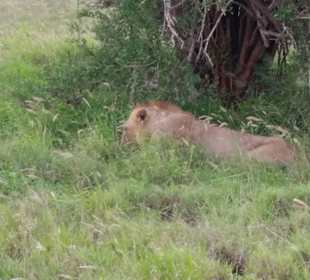 Sarova Salt Lick Game Lodge