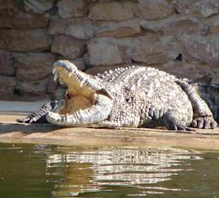 Krokofarm (1 von 300 Krokos!)