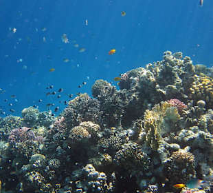 Frühstückszeit bei den Fischen